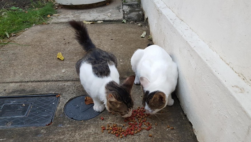 Moradoras indenizarão por alimentar gatos comunitários em área comum de condomínio